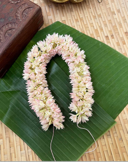 Jathimalli | jasmine